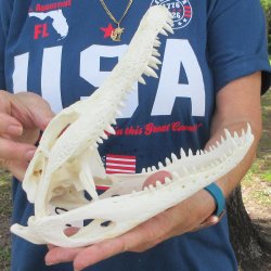 10" Alligator ...
