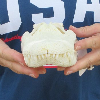 10" Alligator Skull 