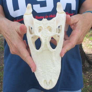 10" Alligator Skull 