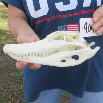 10" Alligator Skull 