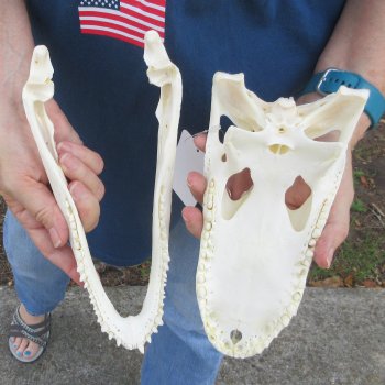 10" Alligator Skull 