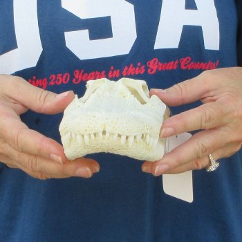 10" Alligator Skull 
