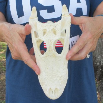 10" Alligator Skull 