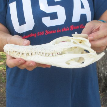 10" Alligator Skull 