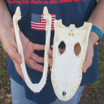 10" Alligator Skull 