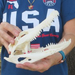 9" Alligator S...