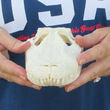 9" Alligator Skull 