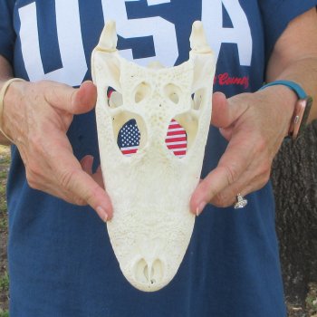9" Alligator Skull 