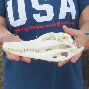 9" Alligator Skull 