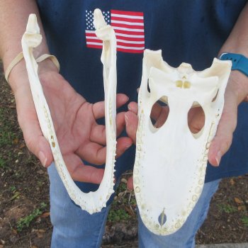 9" Alligator Skull 