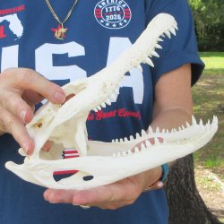 10" Alligator ...