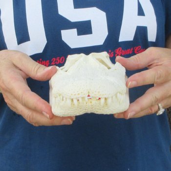 10" Alligator Skull 