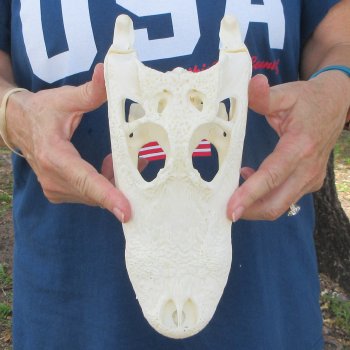 10" Alligator Skull 