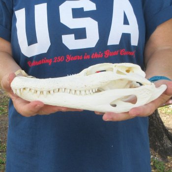 10" Alligator Skull 