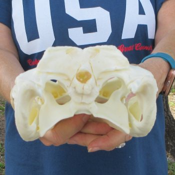 10" Alligator Skull 