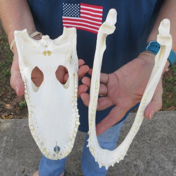 10" Alligator Skull 
