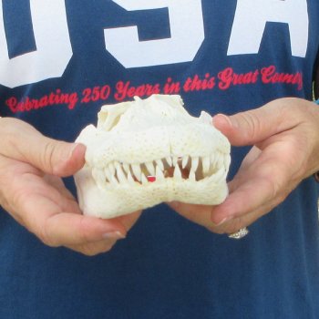 9-1/2" Alligator Skull 