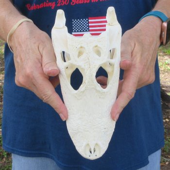 9-1/2" Alligator Skull 