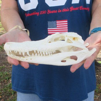9-1/2" Alligator Skull 