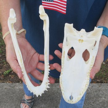 9-1/2" Alligator Skull 