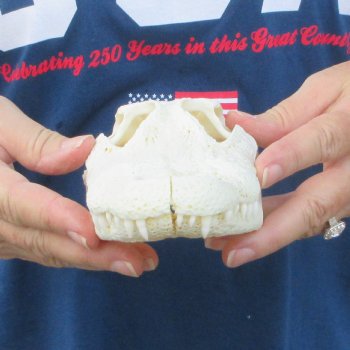 9" Alligator Skull 