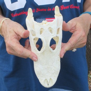 9" Alligator Skull 