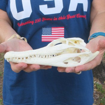 9" Alligator Skull 