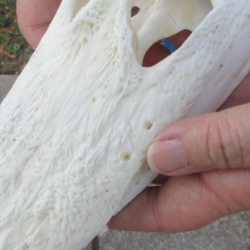 9" Alligator Skull 