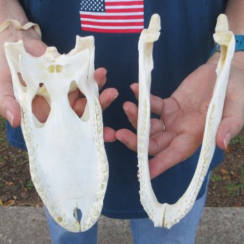 9" Alligator Skull 