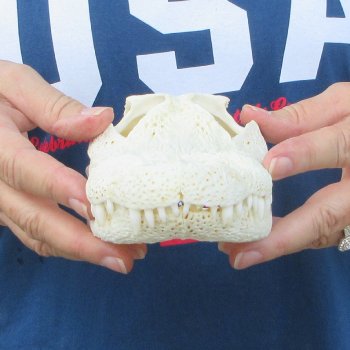 9" Alligator Skull 