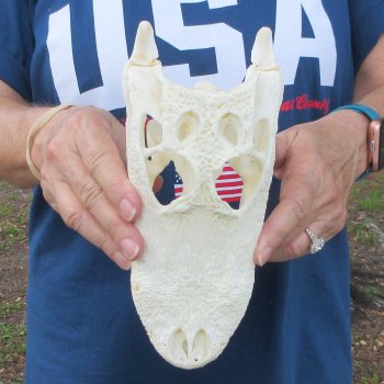 9" Alligator Skull 