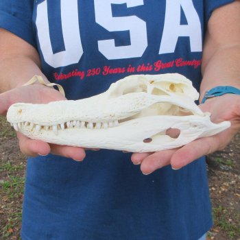 9" Alligator Skull 
