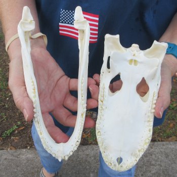 9" Alligator Skull 