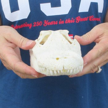 9-3/4" Alligator Skull 