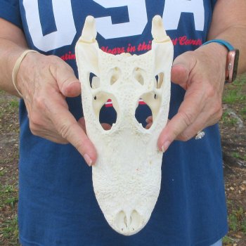 9-3/4" Alligator Skull 