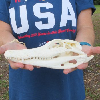 9-3/4" Alligator Skull 