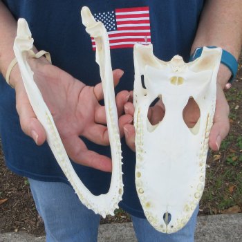 9-3/4" Alligator Skull 