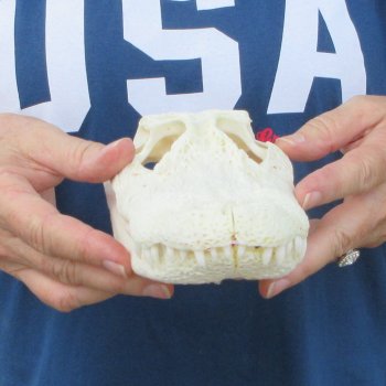 9-3/4" Alligator Skull 