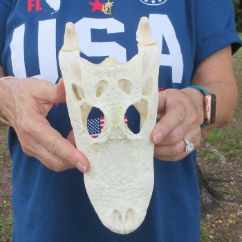 9-3/4" Alligator Skull 