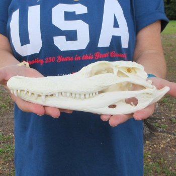 9-3/4" Alligator Skull 
