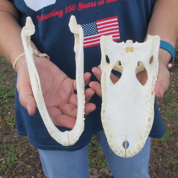 9-3/4" Alligator Skull 