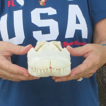 9-3/4" Alligator Skull 