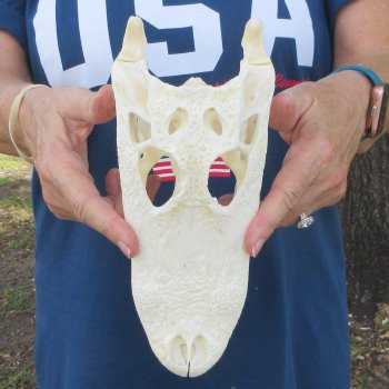 9-3/4" Alligator Skull 