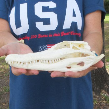 9-3/4" Alligator Skull 
