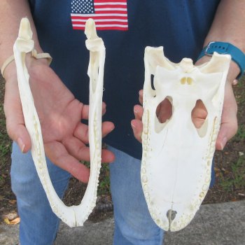 9-3/4" Alligator Skull 