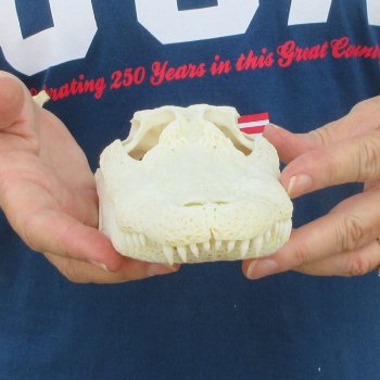 8-1/2" Alligator Skull 