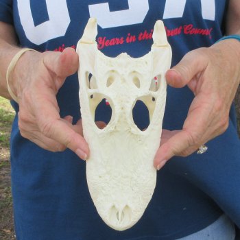 8-1/2" Alligator Skull 
