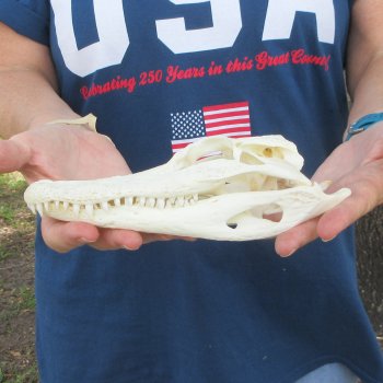 8-1/2" Alligator Skull 