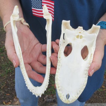 8-1/2" Alligator Skull 