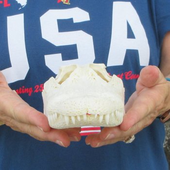 9-1/2" Alligator Skull 